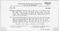 Melampsora euphorbiae image